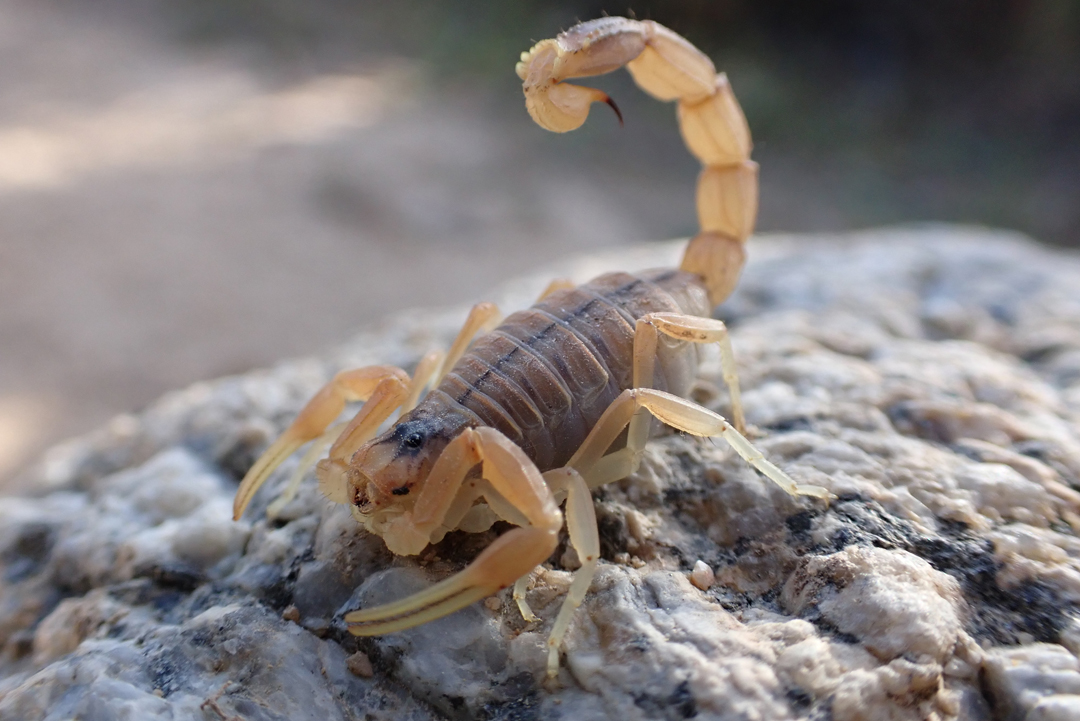 Arizona Bark Scorpions